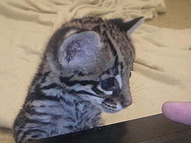 ZooBorn: an Ocelot kitten