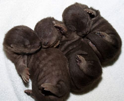 ZooBorns: baby otters!