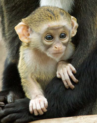 ZooBorn: a baby DeBrazza's monkey