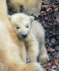 ZooBorn: newborn polar bear cub