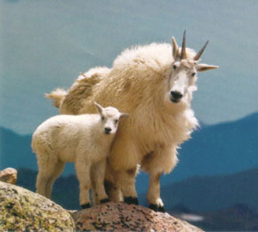 kid of the day: baby mountain goat